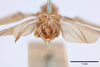 Terminalia, in situ on Cyarda difformis Walker, 1858: (Observation).