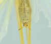 CollectionObject 1532150; 22a25968-098a-43b3-9cbf-457290f12e90: male abdomen tip, dorsal view (syntype). (CollectionObject).