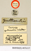 Monastria biguttata (Thunberg, 1826): Copyright Natural History Museum, London. Labels from holotype (female nymph) of synonym Tarraga guttiventris Walker, 1868 in BM(NH). (Otu).