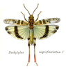 Oedaleus nigrofasciatus (De Geer, 1773): Pl. 6. male, dorsal view. (Otu).