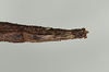 CollectionObject 1561270; USNM(SF IMPORT DUPLICATE) 7350, 80ce10ec-7dc9-4d1b-a654-36c3a552b2ad: copyright USNM, Washington. (CollectionObject).