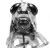 CollectionObject 1523832; 9ea490fb-3ab8-4eeb-863e-d47f6c019073: male, frontal view (holotype). (CollectionObject).