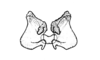 Neuquenina fictor (Rehn, 1943): Fig. 46. epiphallus, dorsal view. (Otu).