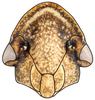 Head: Glossocratus afzelii, face (INHS). (Observation).