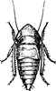 Nymph: !! display not done !! on Lonatura catalina Osborn & Ball, 1898: (Observation).