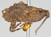 CollectionObject 1516348; cd361476-2604-4899-8ac7-bfb7fc2b6a82: male, lateral view (syntype). (CollectionObject).