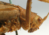 CollectionObject 1517023; b5359059-c29d-4268-86d4-7ad6872750dc: male, head and pronotum, lateral view (holotype of Meroncidius indistinctus). (CollectionObject).