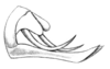 Niphella pulchra Bolívar, 1900: Fig. 10a. male abdomen tip, lateral view. (Otu).
