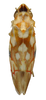 Habitus, dorsal view on Erythroneura pontifex McAtee, 1926: Habitus (holotype of E. breakeyi Johnson, OSU collection). (Observation).