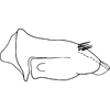 Pygofer, lateral view on Bonaspeia attia Davies, 1987: Pygofer, lateral view (holotype). (Observation).
