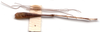 CollectionObject 1575839; 81126c13-112a-4fe2-92eb-dade9ac07671: female, hind leg. (CollectionObject).