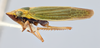 Habitus, lateral view on Draeculacephala sphagneticola Hamilton, 1985 now Draeculacephala robinsoni Hamilton, 1967: (Observation).