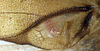 CollectionObject 1517378; 853d1761-b6b5-4366-b4f9-d5fe63ba59b2: male left mirror area (holotype). (CollectionObject).