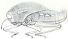 Bullacris vansoni (Dirsh, 1963) now Bullacris unicolor (Linnaeus, 1758): Fig. 34. male. (Otu).