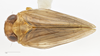 Habitus, dorsal view on Aplos simplex (Germar, 1830): (Observation).
