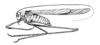 Arethaea gracilipes gracilipes (Thomas, 1870): Fig. 62 (after type). male, lateral view (length of tegmen 21 mm). (Otu).