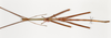 CollectionObject 1561138; 96e3e37a-3b69-41db-bc8a-b57424aa7ea9: copyright ANSP. male, dorsal view (holotype). (CollectionObject).