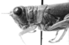 CollectionObject 1525526; 0ccd6566-c2e2-4b6b-80ab-322d919f9508: female head and pronotum, lateral view (allotype). (CollectionObject).