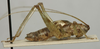 CollectionObject 1535064; 570c72b6-cbab-47b9-ba5a-d9e15438a81f: male, lateral view (holotype). (CollectionObject).