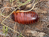 Macropanesthia rhinoceros Saussure, 1895: (Otu).