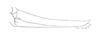 Ceuthophilus (Ceuthophilus) tenebrarum Scudder, 1894: Fig. 123. Ovipositor, female, Columbus, OH. (Otu).