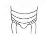 Ceuthophilus (Ceuthophilus) ensifer saxicola Hubbell, 1936: Fig. 586. male abdomen tip. (Otu).