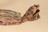 CollectionObject 1561407; NMW 184', 9165fea0-4e5c-4016-836b-a17dde80f8f0: copyright NMW, Vienna. male: end of abdomen, lateral view (syntype). (CollectionObject).