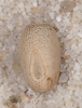 Dryococelus australis (Montrouzier, 1855): Melbourne Zoo culture stock 2006. Egg: dorsal view. (Otu).