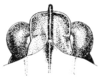 Nomotettix cristatus cristatus (Scudder, 1862): Fig. 1. male, head, dorsal view. (Otu).
