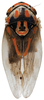 Habitus, dorsal view on Brazosa negra Pinedo-Escatel & Dietrich, 2020: (Observation).