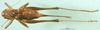 CollectionObject 1567301; c8b0b881-5f81-4e0b-8be4-cf3ec435ed83: female, dorsal view (allotype of Pholidoptera brachynota). (CollectionObject).