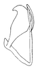 Aedeagus, lateral view: !! display not done !! on Curtara (Curtara) compacta DeLong, 1980: Male: aedeagus, lateral view. (Observation).