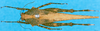 CollectionObject 1568310; 4266e172-687e-4251-8e18-3543d365ede4: female, dorsal view. (CollectionObject).