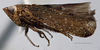 Habitus, lateral view: (Observation).