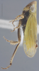 Habitus, lateral view on Altaiotettix forficula Vilbaste, 1965: Dorsal - Male. (Observation).