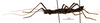 CollectionObject 1573618; 72ab0486-28a3-40cb-8327-4c1b3982e8fe: copyright MNHN, Paris. female, lateral view (paratype). (CollectionObject).