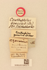 CollectionObject 1516703; 7effc036-ef62-4eae-b495-58c9bbf9f04e, NHMUK015982273: labels (holotype of Ceuthopilus zonarius). (CollectionObject).