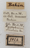 labels (syntype). Depicts CollectionObject 1532889; 90c3f2ea-6726-47b7-b3fe-10770cba7be7, a CollectionObject.