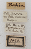 CollectionObject 1532889; 90c3f2ea-6726-47b7-b3fe-10770cba7be7: labels (syntype). (CollectionObject).