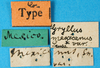 labels (syntype of Gryllus mexicanus). Depicts CollectionObject 1580492; 78f4770d-7d0f-45e9-a7f6-efb3441b56ef, a CollectionObject.
