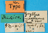CollectionObject 1580492; 78f4770d-7d0f-45e9-a7f6-efb3441b56ef: labels (syntype of Gryllus mexicanus). (CollectionObject).