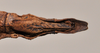CollectionObject 1598209; 19e81fcd-7523-4307-b43f-47166ebbe43d, QM T258500: copyright QM. female: end of abdomen, ventral view (holotype). (CollectionObject).