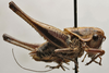 CollectionObject 1535142; 0ea891b6-e6a5-4ec7-b980-bbdb297ef3cb: male, lateral view (holotype). (CollectionObject).