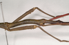 CollectionObject 1559490; dea99648-272c-4cb4-ad25-8011f635fffe: copyright Natural History Museum, London. male of synonym Lonchodes megabeast: mid legs and metathorax (paratype). (CollectionObject).;CollectionObject 1559491; 4fdcf7e7-ecb2-4223-a4b5-815c99f9356c: copyright Natural History Museum, London. male of synonym Lonchodes megabeast: mid legs and metathorax (paratype). (CollectionObject).;CollectionObject 1559492; fc7b68d4-ed99-4214-bd2d-ce4ab7982dba: copyright Natural History Museum, London. male of synonym Lonchodes megabeast: mid legs and metathorax (paratype). (CollectionObject).