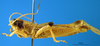 CollectionObject 1505381; a761a4b0-37c7-4b5a-98c4-3da1782ac157: male, lateral view (syntype of Cranae marginata). (CollectionObject).