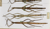 CollectionObject 1557860; a178da17-f9d0-493e-bf87-45c3bd0ed9de: copyright MHNG Geneva. female (syntypes). (CollectionObject).