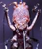 Eppioides malaya Hebard, 1922: female, frontal view. (Otu).