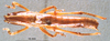 CollectionObject 1507388; f15df4b0-8ea2-4927-939b-bfcb17c6717c: male, dorsal view (holotype). (CollectionObject).