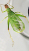 Oecanthus californicus californicus Saussure, 1874: male, pale form. (Otu).