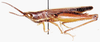 male, lateral view. Depicts Quangula minuta Uvarov, 1953, an Otu.